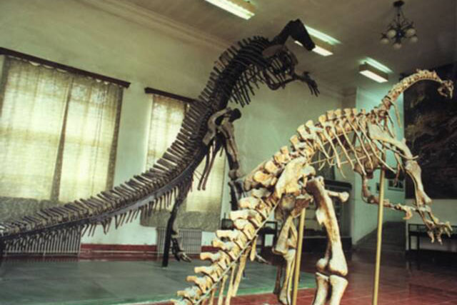恐龙骨架
